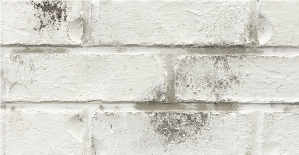 Classico Limewash - Avorio White