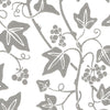 Ivy 1715